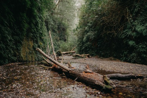 A serene forested canyon with a shallow stream and fallen logs, surrounded by lush greenery.
