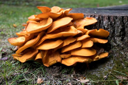 A cluster of vibrant orange mushrooms growing near a tree stump on grassy ground.