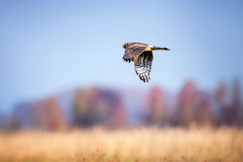 A hawk glides gracefully through a clear blue sky over a field with blurred autumn trees in the background.