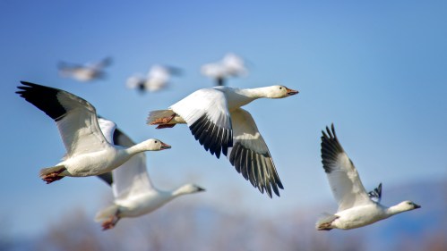 A flock of white geese flying against a clear blue sky, with blurred birds in the background.