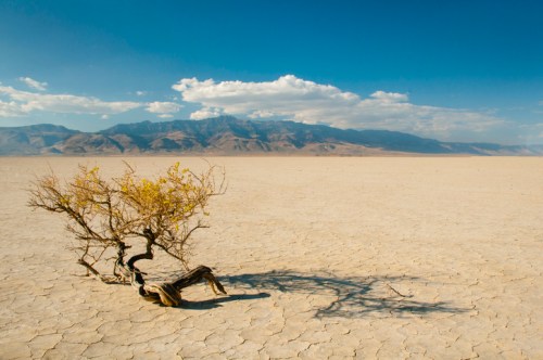 A solitary, twisted tree with yellow leaves stands on cracked, dry earth against a backdrop of mountains and blue sky.