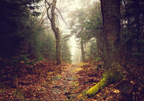 A misty forest path lined with trees, surrounded by fallen leaves and moss-covered rocks.