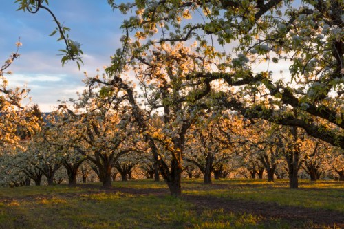 Blossoming fruit trees in a serene orchard at sunset, with soft light illuminating the flowers and greenery.