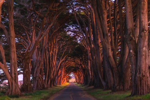 A serene tree-lined road with tall trees arching overhead, illuminated by warm sunset light.