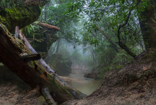 A misty forest scene with a winding creek, fallen logs, and lush greenery creating a serene, tranquil atmosphere.
