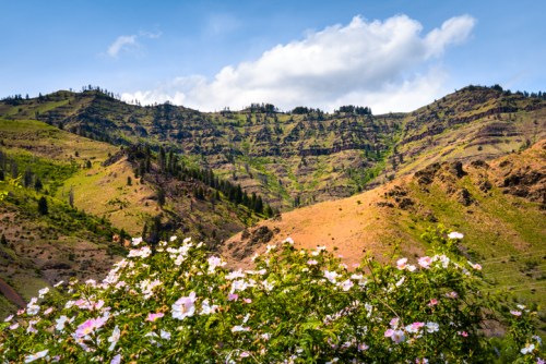 A scenic view of rolling hills and mountains, adorned with blooming flowers under a blue sky with fluffy clouds.