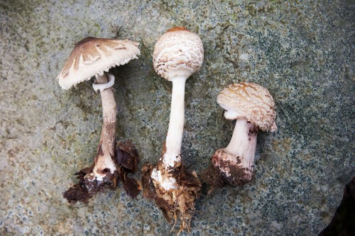 Three different types of mushrooms with varying shapes and textures, growing from a textured stone surface.