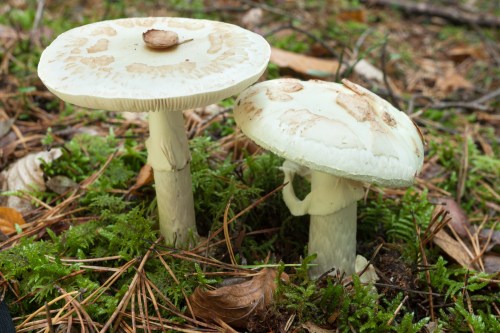 Two large, pale mushrooms growing on the forest floor, surrounded by green moss and fallen pine needles.