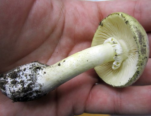A hand holding a white mushroom with a dirty stem and gills visible on the underside of the cap.