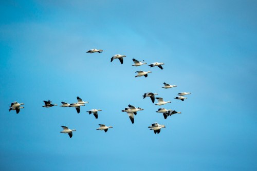 A flock of birds flying against a blue sky, showcasing various wing positions and formations.
