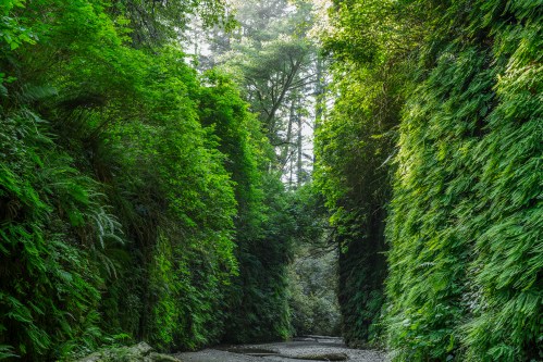 Lush green canyon with tall ferns and trees, sunlight filtering through the foliage, creating a serene atmosphere.