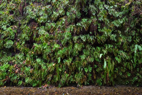 Lush green ferns cover a rocky wall, with a small stream visible at the bottom.