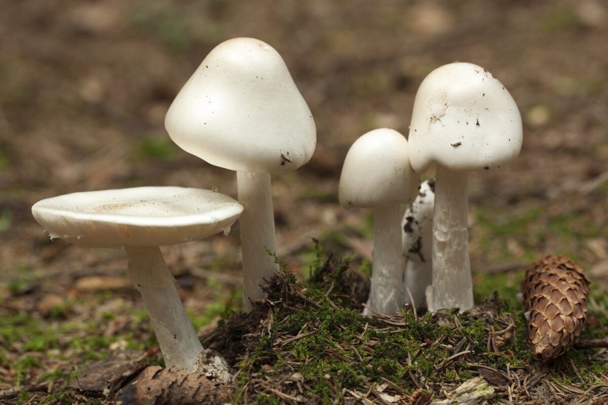 Find The World's Most Poisonous Mushrooms In South Carolina