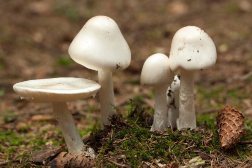 A cluster of white mushrooms growing on the forest floor, surrounded by moss and a pine cone.
