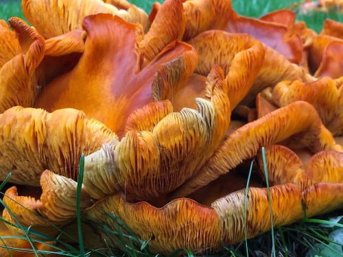 A close-up of vibrant orange mushrooms with wavy edges, surrounded by green grass.