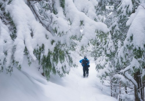 A person in a blue jacket walks along a snowy trail surrounded by snow-covered trees.