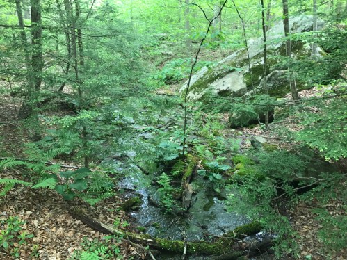 A serene forest scene with a small stream flowing over mossy rocks, surrounded by lush green foliage.