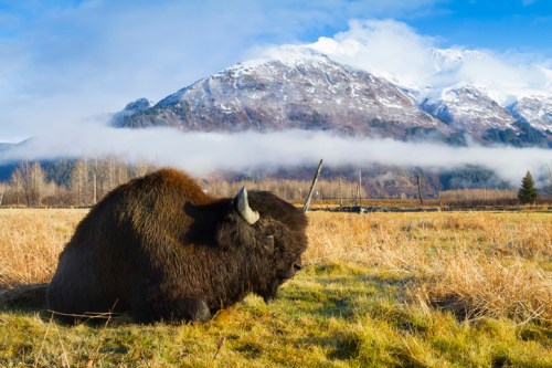 A bison resting in a grassy field with snow-capped mountains and misty clouds in the background.