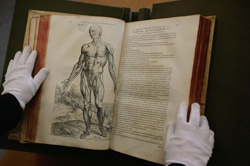 An open historical anatomy book with an illustration of a human figure, hands in white gloves holding the pages.