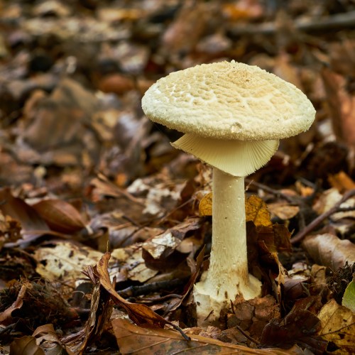 A large, white mushroom with a textured cap, surrounded by fallen leaves and forest floor debris.