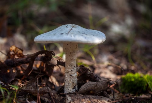 A white mushroom with a broad cap and a slender stem, surrounded by fallen leaves and forest floor debris.