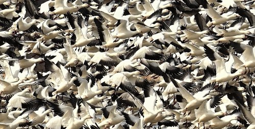 A large flock of white birds with black-tipped wings flying together in a dynamic, crowded formation.