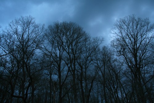 Silhouetted trees against a dark, cloudy sky, creating a moody and atmospheric scene.