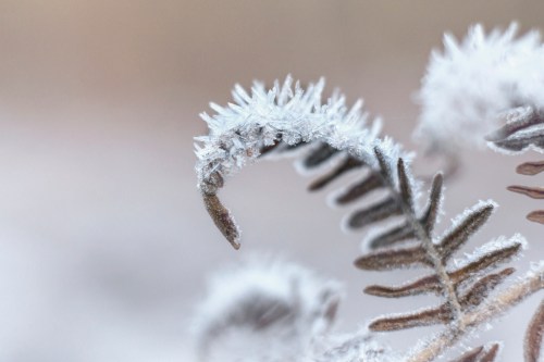 Close-up of a frosted fern leaf, glistening with ice crystals against a soft, blurred background.