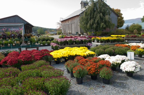 A vibrant flower market with colorful potted mums in red, yellow, white, and purple, set against a rustic barn backdrop.