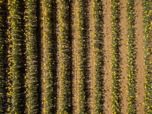 Aerial view of vibrant yellow daffodil fields arranged in neat rows against a brown soil background.