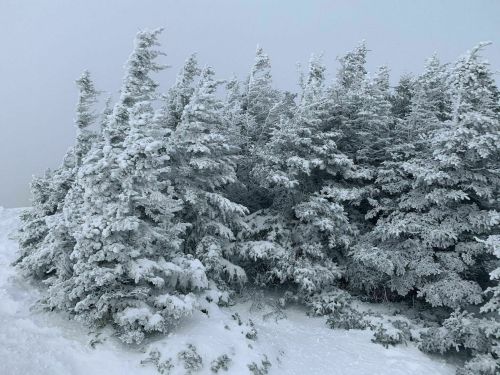 A dense group of snow-covered evergreen trees in a foggy, wintry landscape.