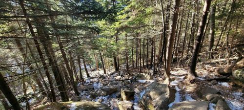 A forest scene with tall trees, rocky terrain, and patches of snow on the ground, creating a serene natural landscape.