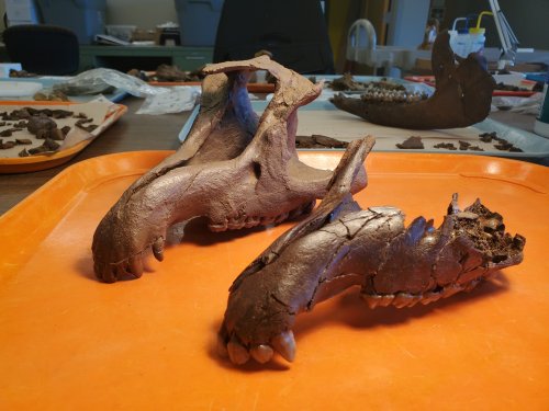 Fossilized animal skulls displayed on an orange tray in a lab setting, with other fossil fragments in the background.