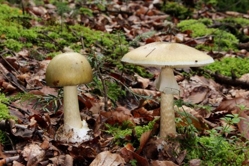 Two mushrooms in a forest setting, one small and round, the other larger with a flat cap, surrounded by leaves and moss.