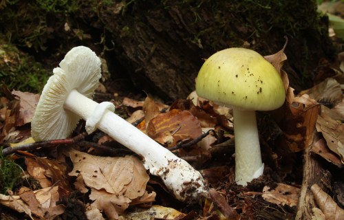 Two mushrooms on a bed of fallen leaves: one white with a frilled cap, the other yellow with a smooth cap.