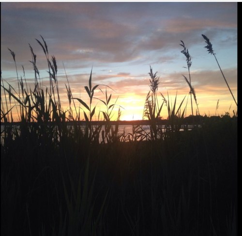 Silhouetted grass against a vibrant sunset over a calm body of water.