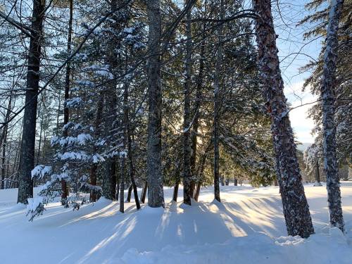 Sunlight filters through snow-covered trees, casting long shadows on a pristine, snowy landscape.