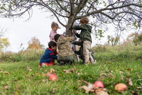 Children gather around a tree, exploring and playing in a grassy area with fallen apples scattered nearby.