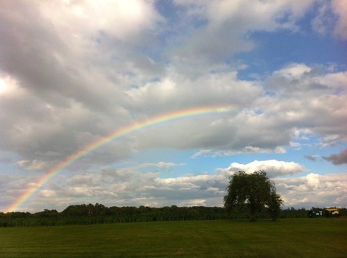 A vibrant rainbow arcs across a partly cloudy sky over a green field and a lone tree.