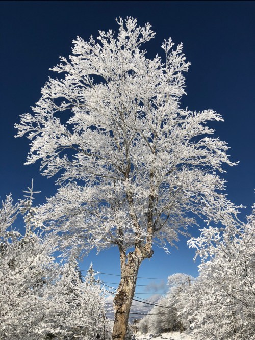 A tall, frosted tree stands against a clear blue sky, surrounded by snow-covered branches and a winter landscape.