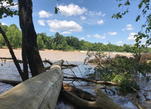 A serene river scene with fallen logs, lush greenery, and a blue sky dotted with clouds.
