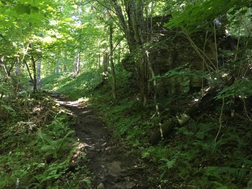 A narrow dirt path winds through a lush green forest with sunlight filtering through the trees.