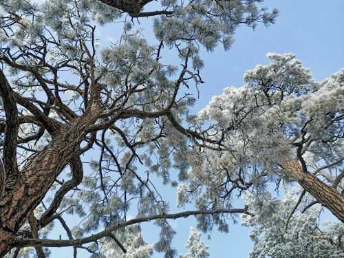 Frost-covered tree branches against a clear blue sky, creating a serene winter scene.