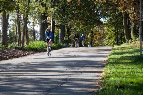 A group of cyclists riding on a tree-lined road during a sunny day in autumn.
