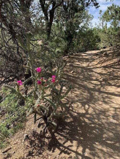 A dirt path surrounded by greenery, featuring a cactus with vibrant pink flowers on the side.