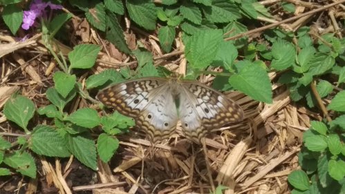 A butterfly with intricate patterns resting on green leaves and straw.