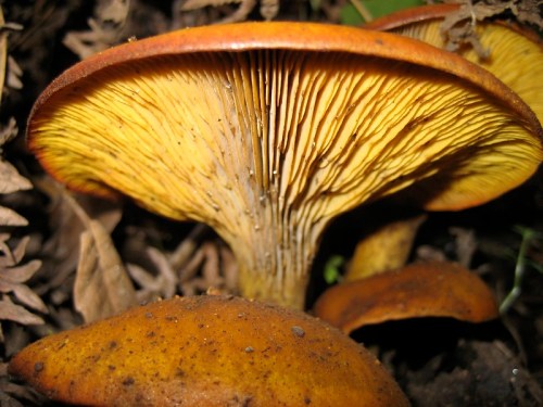 Close-up of a vibrant orange mushroom with a wide cap and yellow gills, surrounded by earthy foliage.