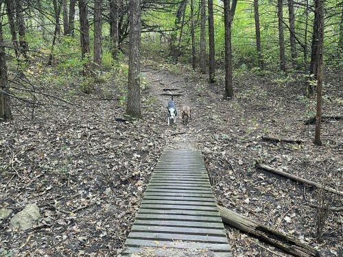 Two dogs walk along a wooded path, with a wooden bridge in the foreground and trees surrounding them.