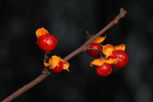 A close-up of a branch with bright red berries and yellow, petal-like structures against a dark background.