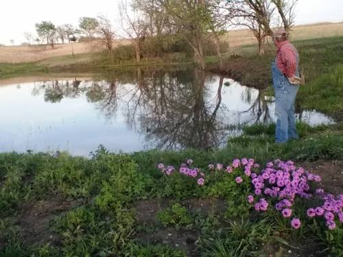 A person in overalls stands by a pond, surrounded by green grass and blooming pink flowers, reflecting trees in the water.